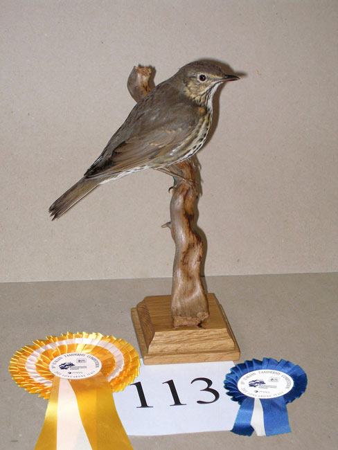 2011-tordo